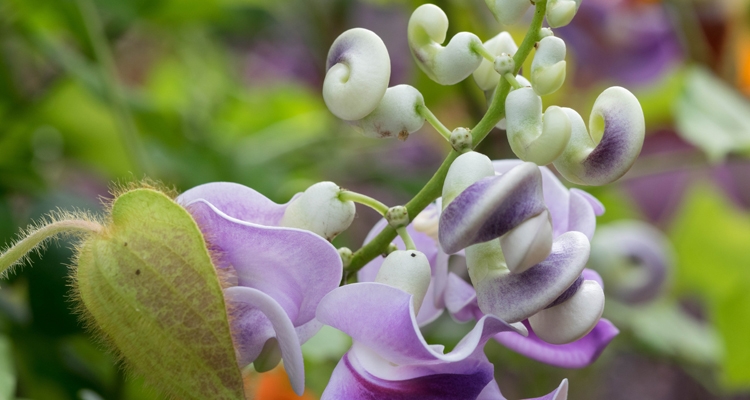 Corkscrew vine